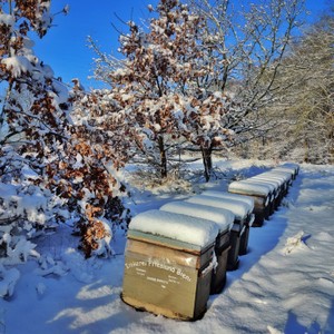Winter_6